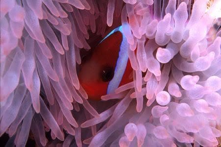 Octopus house reef